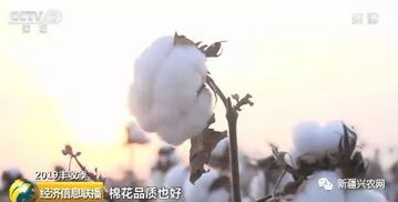 以今年的棉花产量及新疆收购价格,一亩还能赚700吗