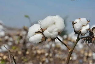 棉花向优势产区集中